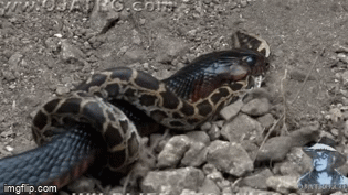 Video: Rắn chàm quạp lạnh lùng 