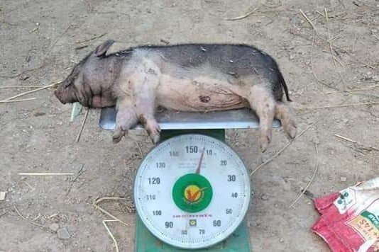 Người dân ngã ngửa khi lợn chính sách đắt đỏ vừa được cấp đã lăn ra chết