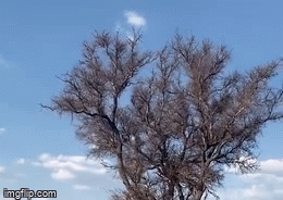 Video: Kinh ngạc trước màn leo cây, lộn nhào bắt khỉ của báo hoa mai