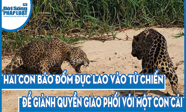 Video: Báo đốm cái tung chiêu, thay đổi cục diện của trận chiến đẫm máu giành quyền giao phối giữa 2 con đực