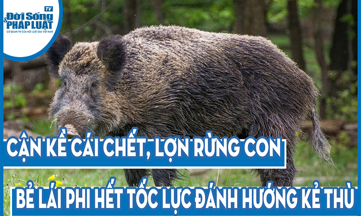 Video: Cận kề cái chết, lợn rừng con bẻ lái phi hết tốc lực đánh hướng kẻ thù