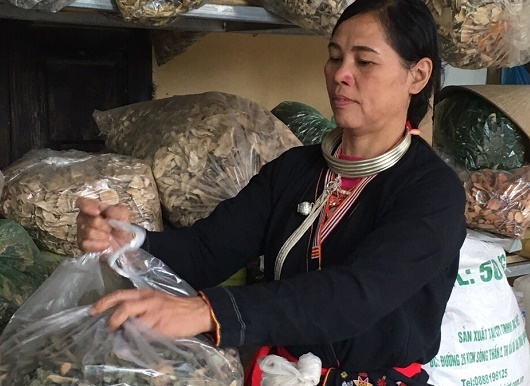 Vượt cánh rừng già hái gùi thuốc quý chữa khỏi đau nhức xương khớp cho ngàn người