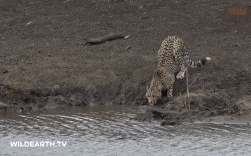 Video: Đang uống nước, báo săn bị cá sấu 