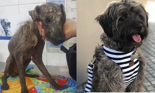 May mắn gặp người tốt, chú chó “da bọc xương” hồi phục diệu kỳ khiến ai nấy ngỡ ngàng