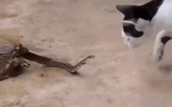 Video: Đang trong tình thế 