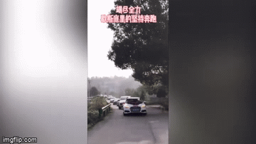 Video: Cô chủ lên xe hoa về nhà chồng, chú chó đuổi theo suốt 10km