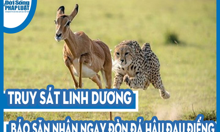 Video: Truy sát linh dương, báo săn nhận ngay đòn đá hậu đau điếng, ngậm ngùi bỏ cuộc