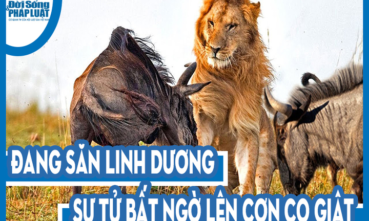 Video: Đang săn linh dương, sư tử bất ngờ co giật, giãy đành đạch sau vài giây