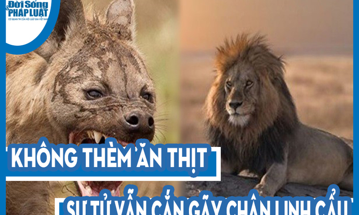 Video: Không thèm ăn thịt, sư tử vẫn cắn gãy chân linh cẩu để cảnh cáo kẻ liều lĩnh