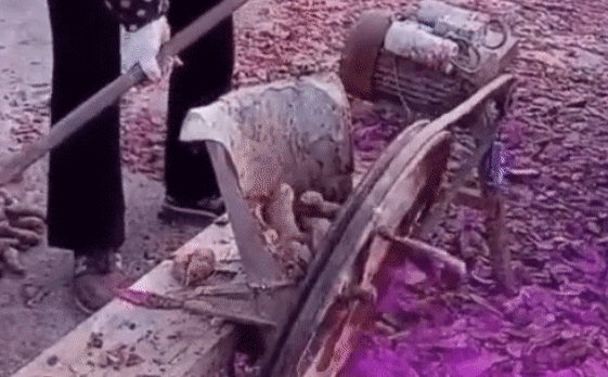 Cảnh thái khoai lang gây tranh cãi: Đây là món rau củ sấy vẫn hay ăn đó sao?