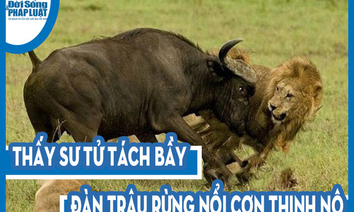 Video: Thấy sư tử tách bầy, đàn trâu rừng nổi cơn thịnh nộ, giày xéo chúa tể đồng cỏ đến chết