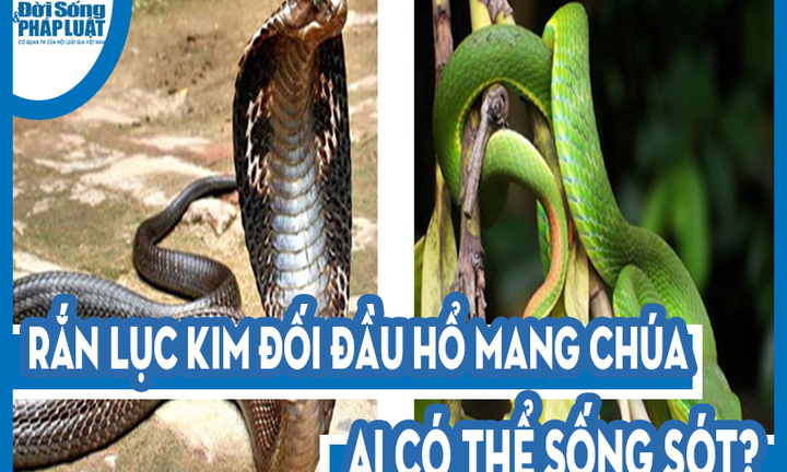 Video: Rắn lục kim đối đầu hổ mang chúa, ai có thể sống sót?