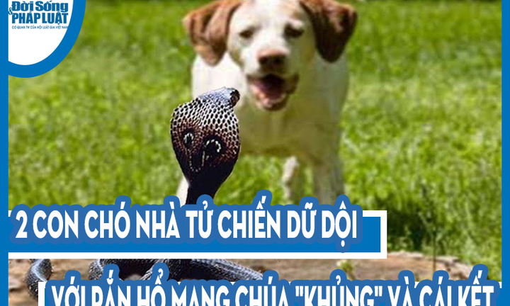 Video: 2 con chó nhà tử chiến dữ dội với rắn hổ mang chúa 