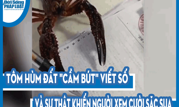 Video: Tôm hùm đất 