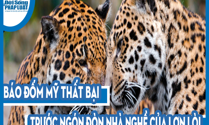 Video: Báo đốm Mỹ thất bại trước ngón đòn nhà nghề của lợn lòi