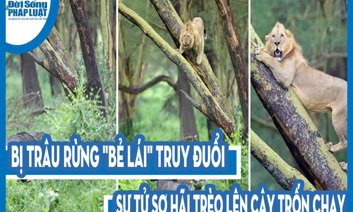 Video: Bị trâu rừng 