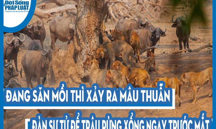Video: Đang săn mồi thì xảy ra mâu thuẫn, đàn sư tử để trâu rừng xổng ngay trước mắt