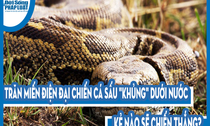 Video: Trăn Miến Điện đại chiến cá sấu 