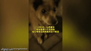 Video: Được người lạ cho ăn, chú chó rơi nước mắt biết ơn