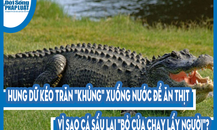 Video: Hung dữ kéo trăn