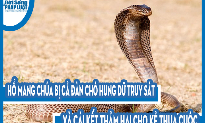 Video: Hổ mang chúa bị cả đàn chó hung dữ truy sát và cái kết thảm hại cho kẻ thua cuộc