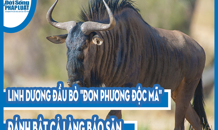 Video: Linh dương đầu bò