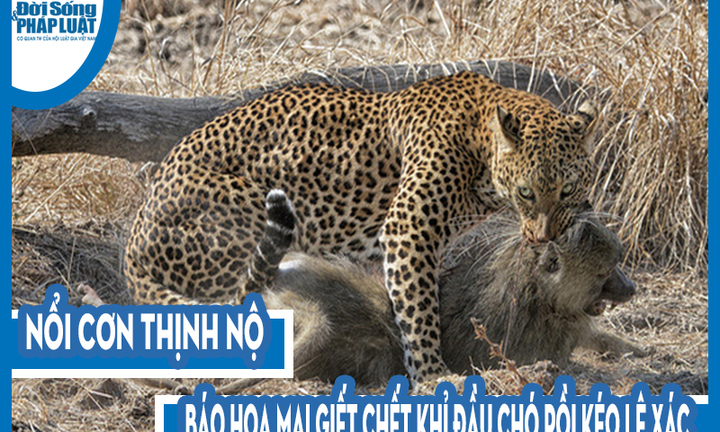 Video: Nổi cơn thịnh nộ, báo hoa mai giết chết khỉ đầu chó rồi kéo lê xác