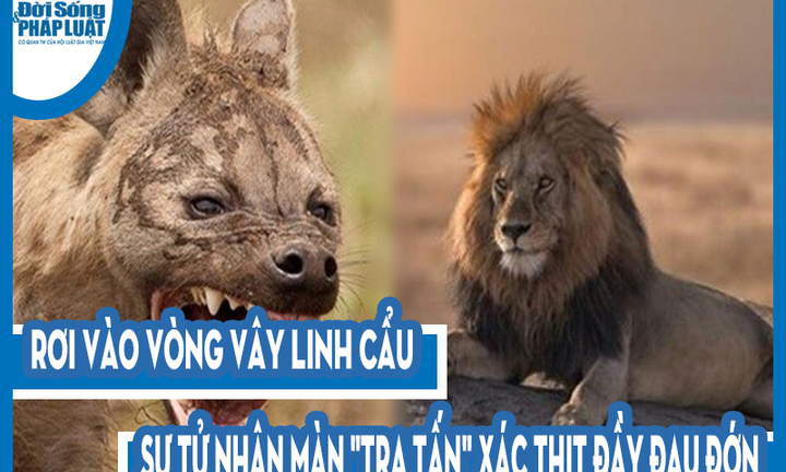 Video: Rơi vào vòng vây linh cẩu, sư tử nhận màn