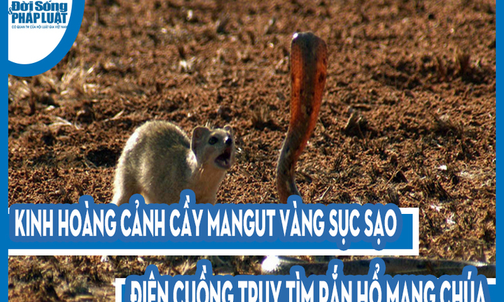 Video: Kinh hoàng cảnh cầy mangut vàng sục sạo, điên cuồng truy tìm rắn hổ mang chúa