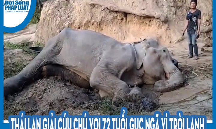 Video: Thái Lan giải cứu chú voi 72 tuổi gục ngã vì trời lạnh