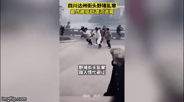 Video: Bị lợn rừng tấn công trên phố, người dân tháo chạy giữ mạng