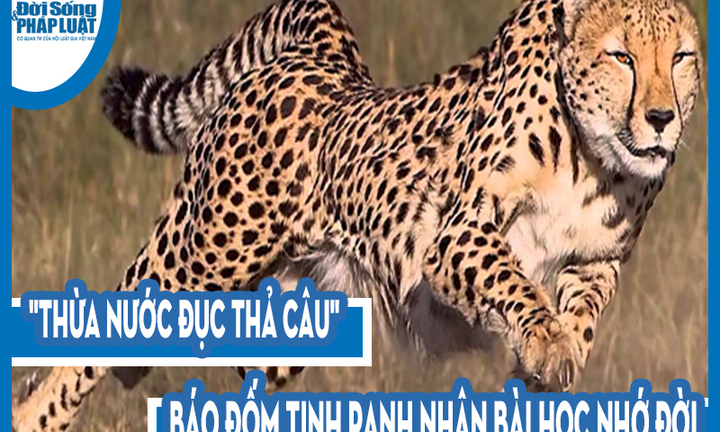 Video: 