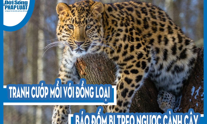 Video: Tranh cướp mồi với đồng loại, báo đốm bị treo ngược cành cây
