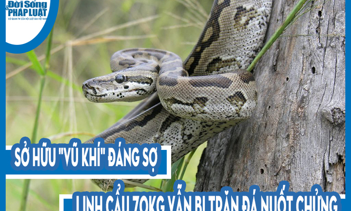 Video: Sở hữu 