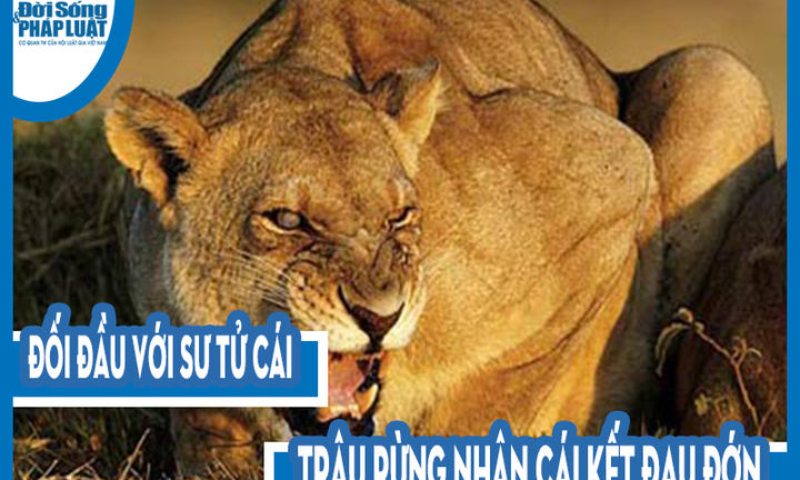 Video: Đối đầu với sư tử cái, trâu rừng nhận cái kết đau đớn
