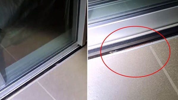 Tin tức đời sống ngày 5/1: Mèo cưng cứu sống cả gia đình nhờ phát hiện thứ này