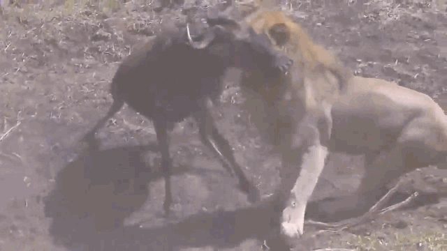 Video: Sư tử mai phục, dùng nanh vuốt hạ gục linh dương đầu bò