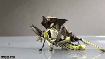 Video: Bọ ngựa ma ngấu nghiến thưởng thức con mồi, ăn sạch sẽ chỉ trong