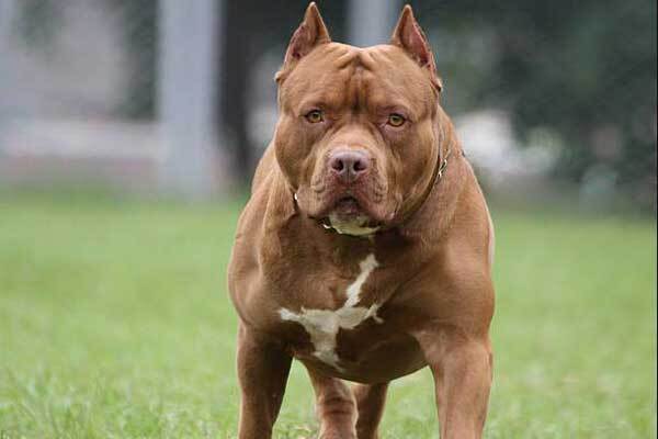 Tin tức đời sống ngày 21/1: Chó pitbull 40kg tấn công 2 người phụ nữ