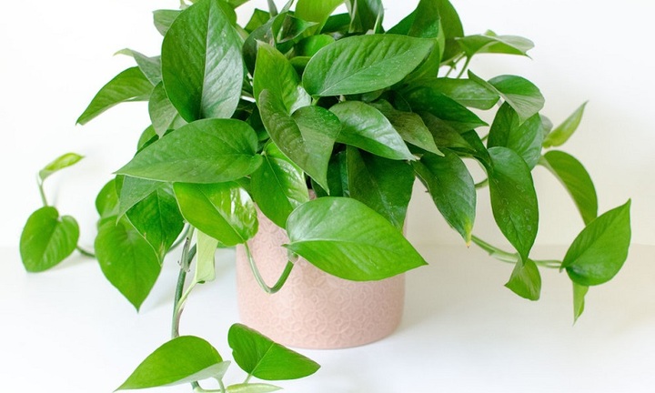 6 loại cây phong thuỷ nên trồng trong phòng ngủ giúp tăng tài vận, vượng khí