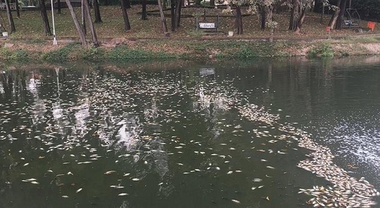 Cá chết phủ trắng kênh Bưng Cải ở Bình Dương