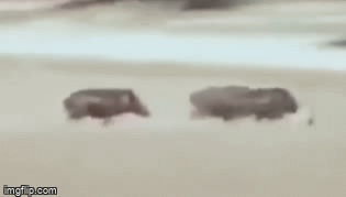 Video: Chưa săn được lợn rừng còn bị đuổi ngược, báo hoa mai bỏ chạy thục mạng để thoát thân