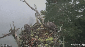 Video: Rợn người cảnh đại bàng hói thảm sát chim ưng biển non