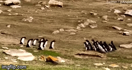 Video: Lịm tim trước cảnh hai bầy chim cánh cụt