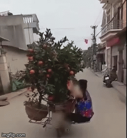 Video: Thót tim trước cảnh người phụ nữ đu trên xe máy chở quất cảnh