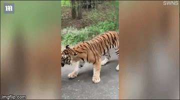 Video: Hổ bỗng nhiên 