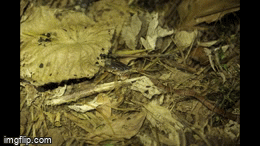 Video: Đụng độ