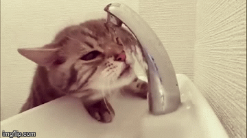 Video: Chỉ uống nước thôi, chú mèo cũng khiến dân mạng 