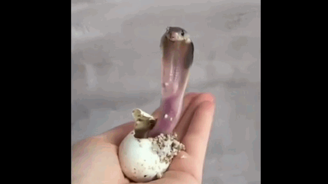 Video: Vừa chui ra khỏi vỏ trứng, rắn hổ mang 