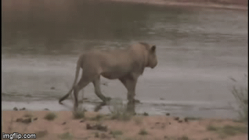 Video: Bị “hung thần dưới nước” phục kích, sư tử thoát chết trong gang tấc